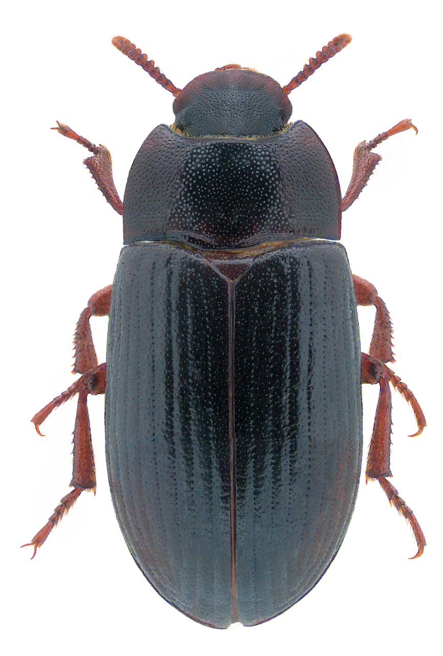 Litter beetle is one of the most persistent pests affecting broiler farmers 