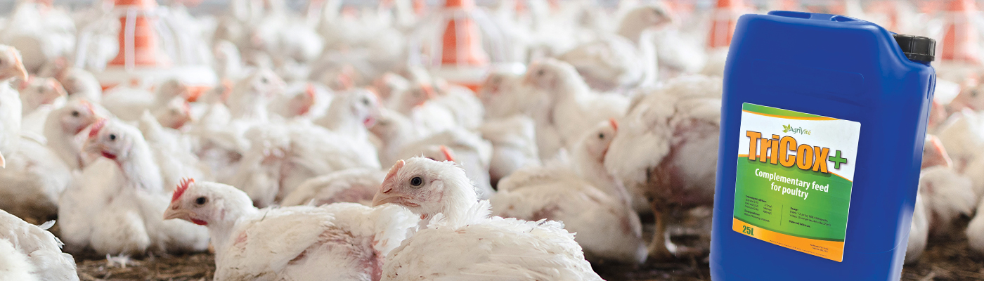 Using phytogenic supplements to manage coccidiosis in broilers
