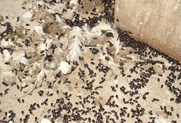 Litter beetle: refining traditional methods to combat a persistent pest
