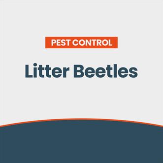 Litter Beetle