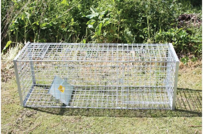 Fox Cage Trap - L152 x W47 x H52cm